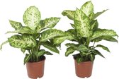 Kamerplanten van Botanicly – 2 × Dieffenbachia Mars – Hoogte: 65 cm