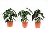 De plantes d' Plantes d'intérieur Botanicly - 3 × Skeleton Plant - Hauteur: 30cm - Alocasia Polly Sande Riana