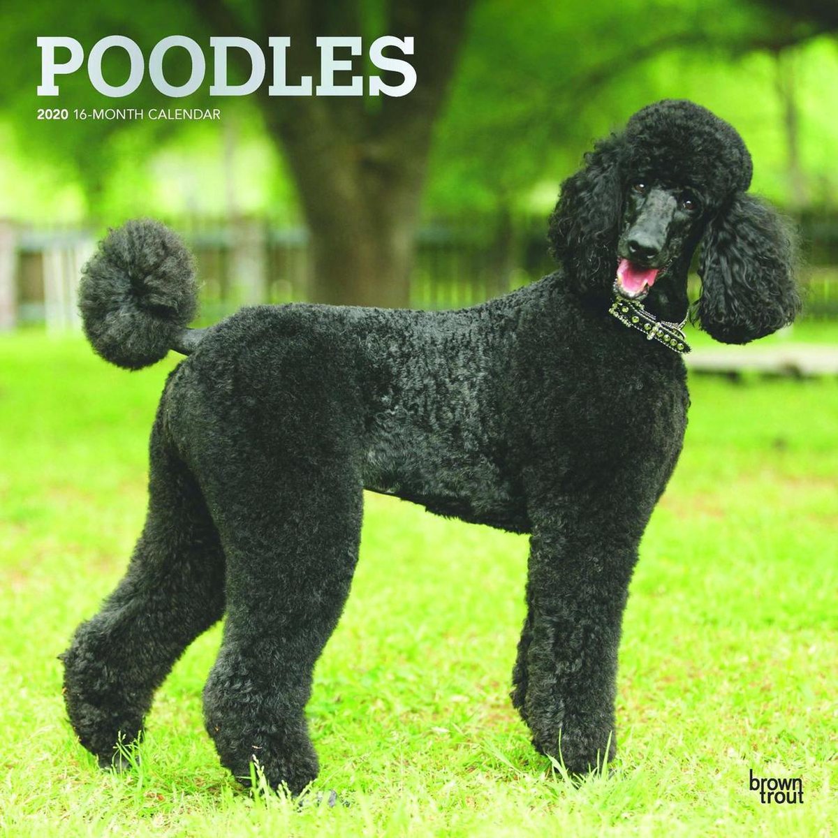 Poodles Kalender 2020 - BrownTrout Publishers Inc
