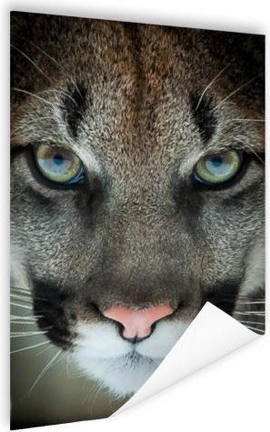 Poster Cougar gros plan 120x180 cm - Tirage photo sur Poster (décoration murale salon / chambre) / Poster Animaux XXL / Groot format!