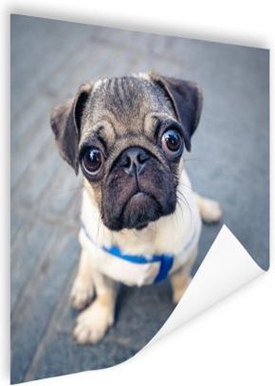 Puppyogen