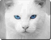 Witte kat blauwe ogen Muismat
