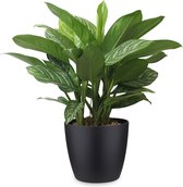 Kamerplant van Botanicly – Aglaonema incl. sierpot zwart als set – Hoogte: 70 cm