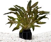 Echte Waterplanten Aquarium Pakket Cryptocoryne Pe 5 ST