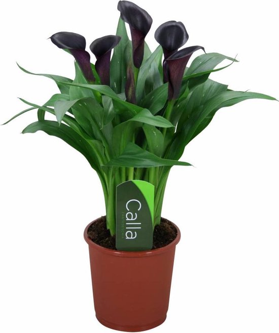 desk plant low light Desk Grow Light | Halo Grow Light | Small Plant Light for Office