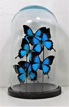 6 Opgezette papilio ulysses ylusses vlinders in glazen stolp.