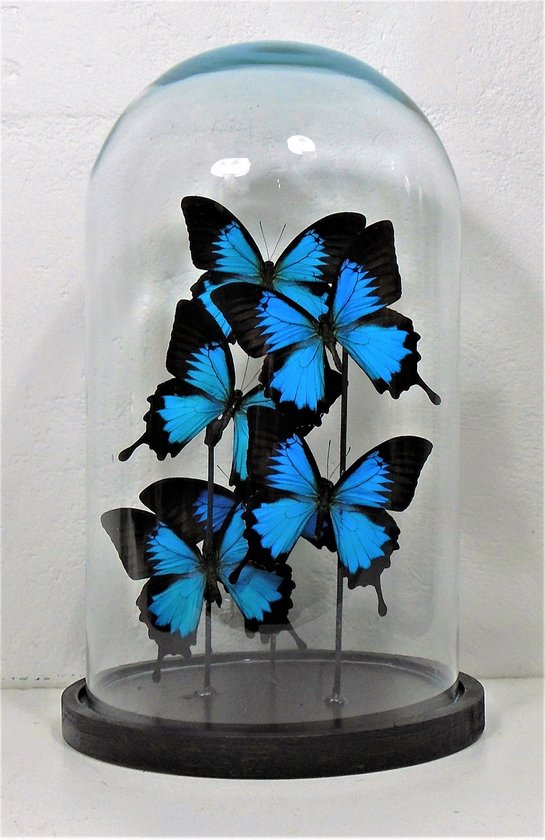 Opgezette papilio ulysses ylusses vlinders glazen stolp. | bol.com