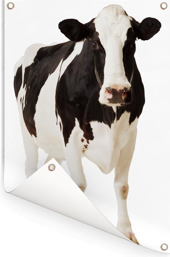 Portrait photo d'une vache frisonne sur fond blanc Affiche de jardin 80x120 cm - Toile de jardin / Toile d'extérieur / Peintures d'extérieur (décoration de jardin)