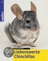 Liebenswerte Chinchillas