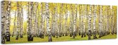 Berkenbos - Canvas Schilderij Panorama 118 x 36 cm