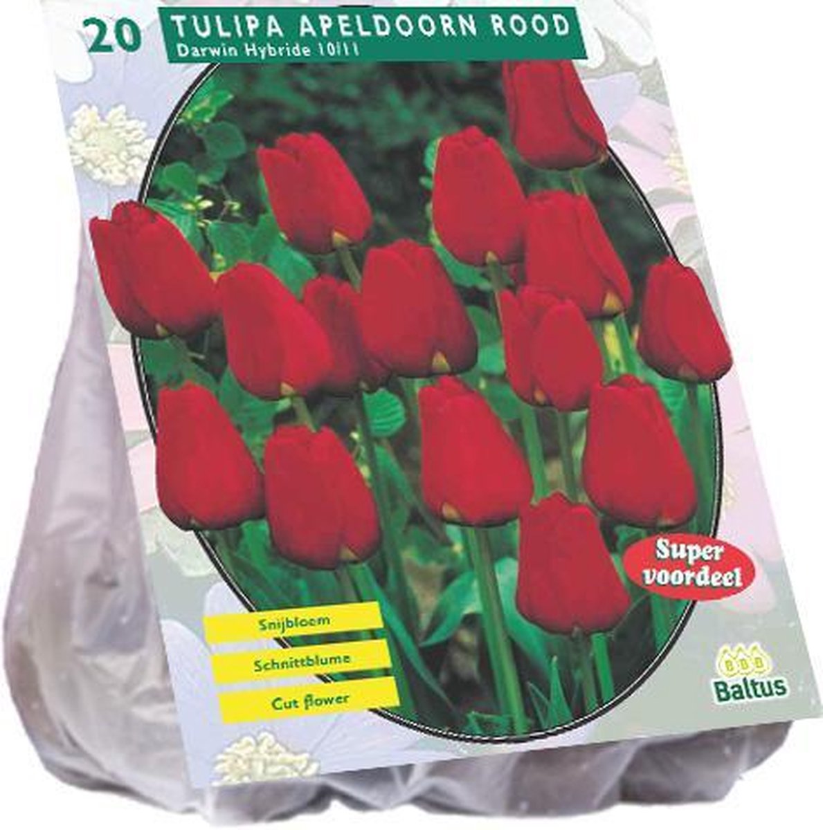 Baltus Bloembol Tulipa Darwin Apeldoorn Rood 2 x 20 stuks