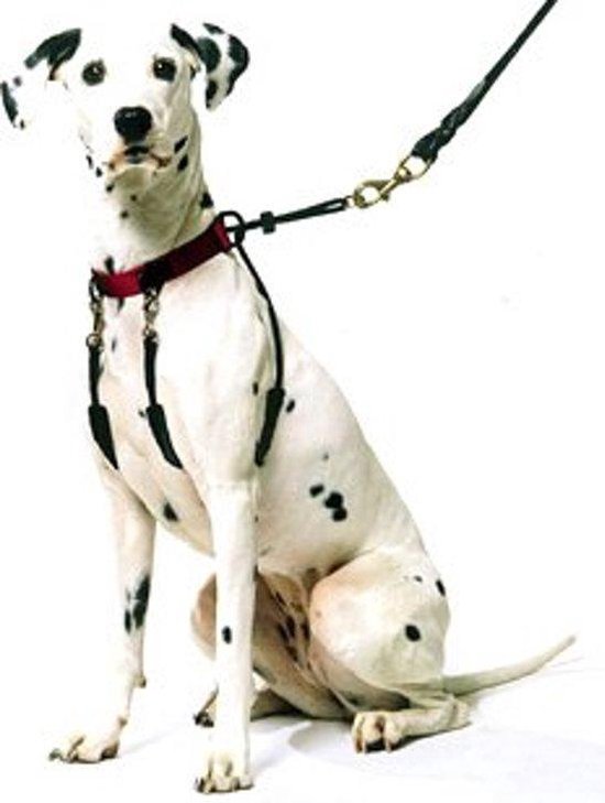 Yuppie Puppy Halsbanden & lijnen Anti-Trektuig Medium