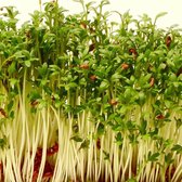Tuinkers kiemzaden biologisch (Lepidium sativum) 25 g
