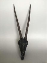 Gemsbok schedel met hoorns - Zwart - Hangend