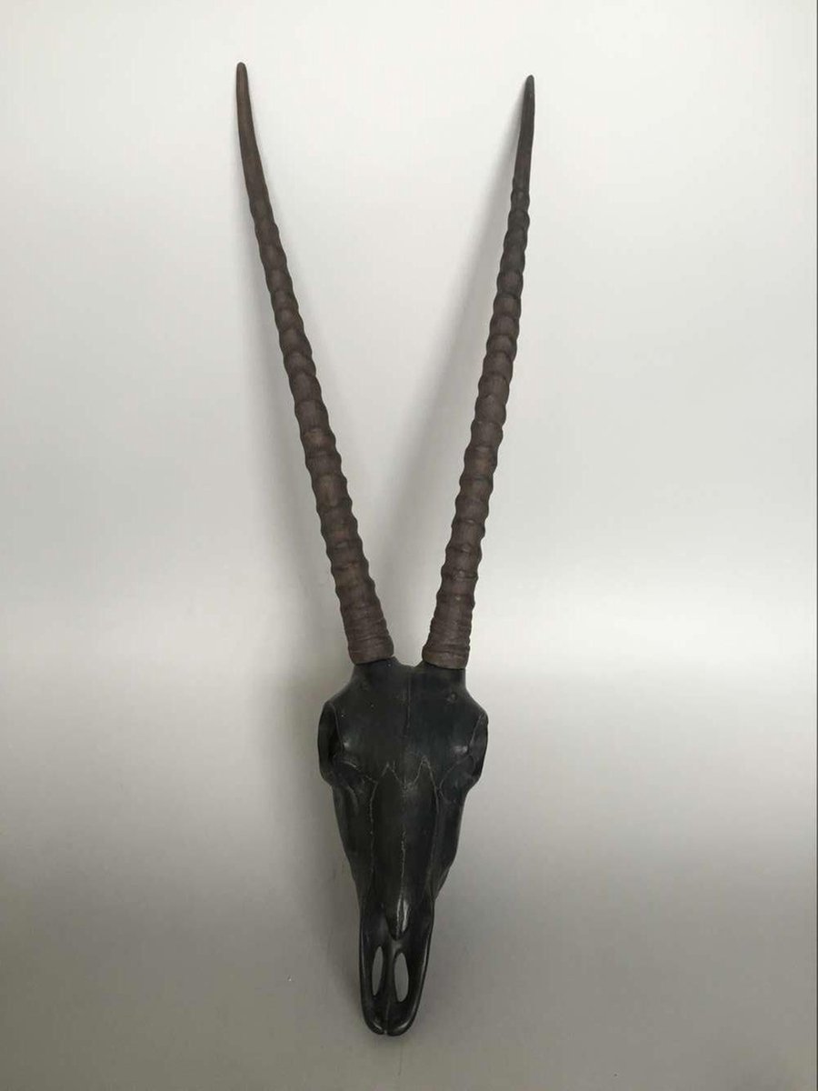 Gemsbok schedel met hoorns - Zwart - Hangend