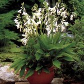 6 x Hosta Sieboldiana 'Snowflakes' - Hartlelie Pot 9x9 cm - Witbonte Bladeren