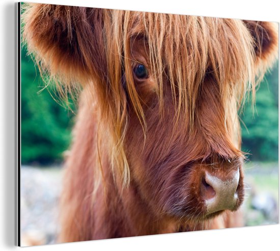 Veau highland écossais aux beaux cheveux longs Aluminium 60x40 cm - Tirage photo sur aluminium (décoration murale métal)