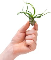 PLNTS - Baby Tillandsia Bulbosa (Luchtplant) - Kamerplant - Stekplantje 2 cm - hoogte 10 cm
