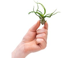 PLNTS - Baby Tillandsia Bulbosa (Luchtplant) - Kamerplant - Stekplantje 2 cm - hoogte 10 cm