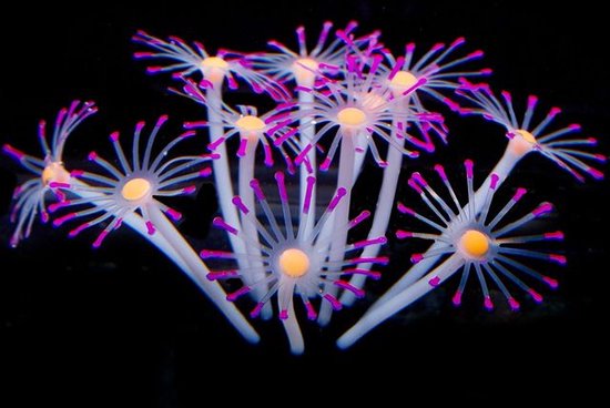 Aquarium Decoratie - Glow In The Dark - Koraal - Roze