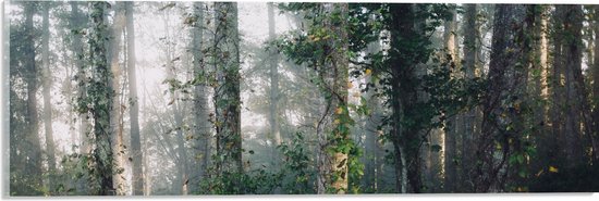 WallClassics - Acrylglas - Mist tussen Bomen - 60x20 cm Foto op Acrylglas (Met Ophangsysteem)