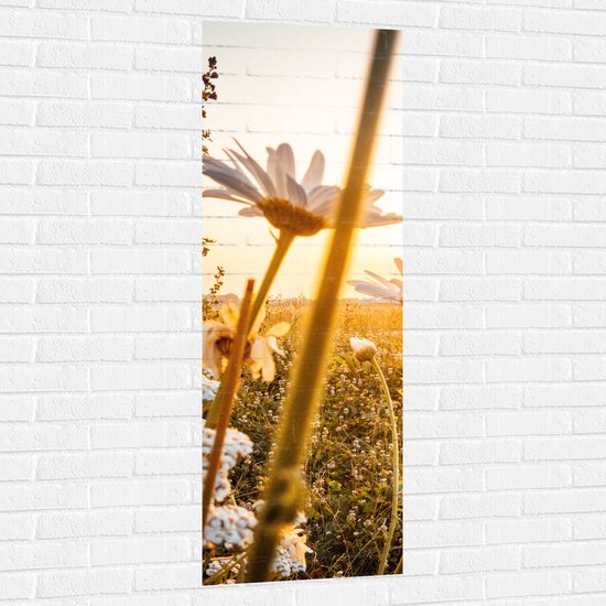 WallClassics - Muursticker - Madeliefjes in Bloemenveld met Zonlicht - 50x150 cm Foto op Muursticker