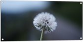 WallClassics - Poster Jardin - Pissenlit sur Fond Flou - 100x50 cm Photo sur Poster Jardin (décoration murale pour extérieur et intérieur)