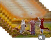 Placemat - Placemats kunststof - Katten - Vlinder - Zonsondergang - Gras - Natuur - 45x30 cm - 6 stuks - Hittebestendig - Anti-Slip - Onderlegger - Afneembaar