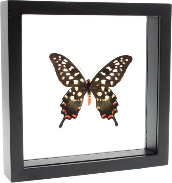 Opgezette Vlinder in Zwarte Lijst Dubbelglas - Papilio Antenor