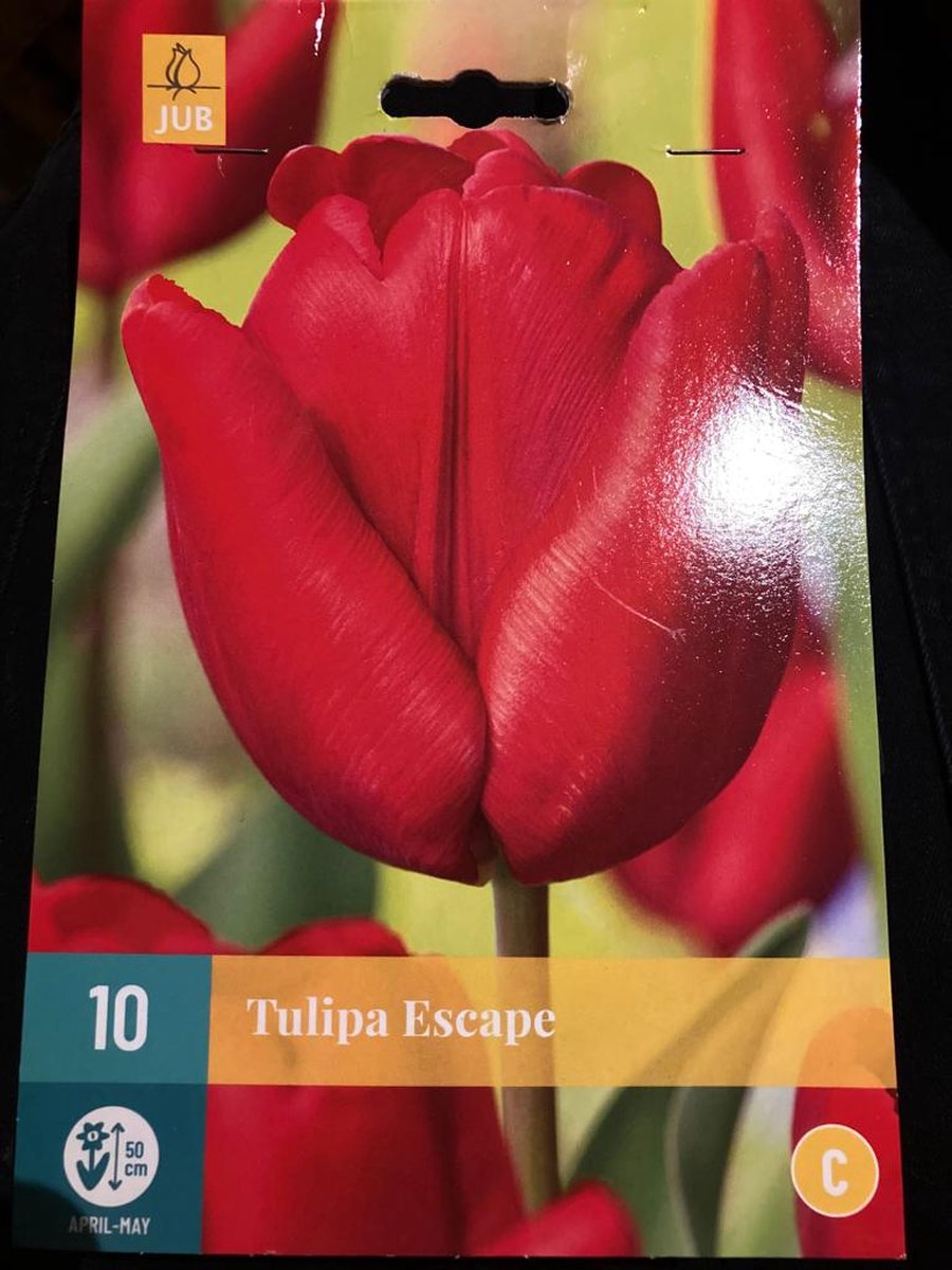 Tulipa Escape 10 / 12