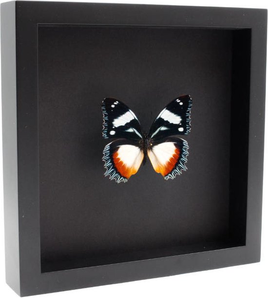 Opgezette Vlinder in Elegante Zwarte Lijst - Hypolimnas Dexithea