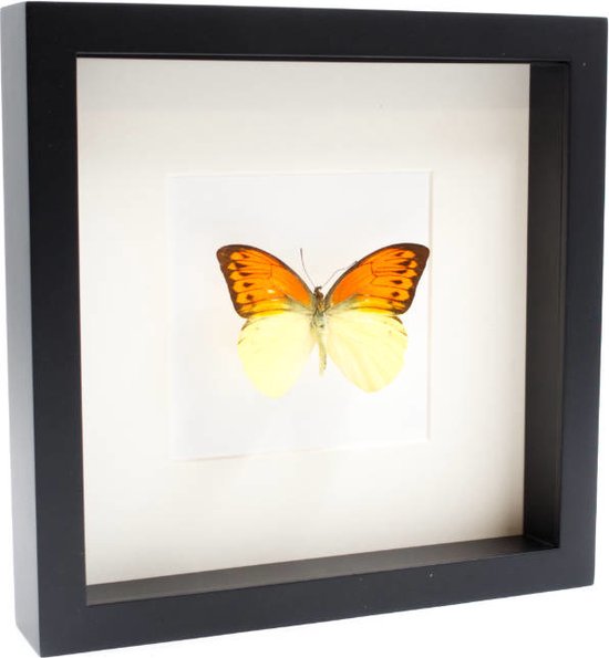 Opgezette Vlinder in Zwarte Lijst 25x25 cm - Hebomoia Leucippe