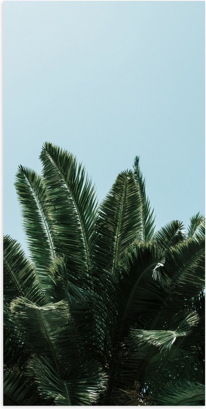 WallClassics - Poster (Matte) - Top of Palm Tree - 50x100 cm Photo sur Papier Poster avec un Aspect Mat