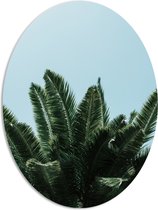 WallClassics - PVC Schuimplaat Ovaal - Bovenkant van Palmboom - 72x96 cm Foto op Ovaal  (Met Ophangsysteem)