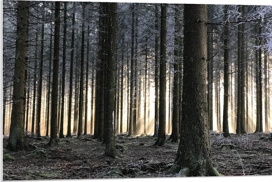 WallClassics - PVC Schuimplaat - Bevroren Bomen in de Ochtend - 90x60 cm Foto op PVC Schuimplaat (Met Ophangsysteem)