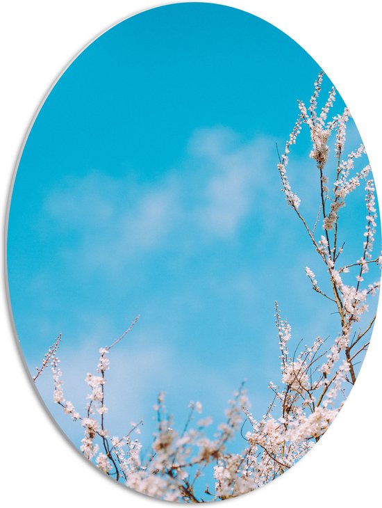 WallClassics - Panneau de mousse PVC ovale - Branches fleuries sous un ciel bleu vif au printemps - 51x68 cm Photo sur ovale (avec système de suspension)