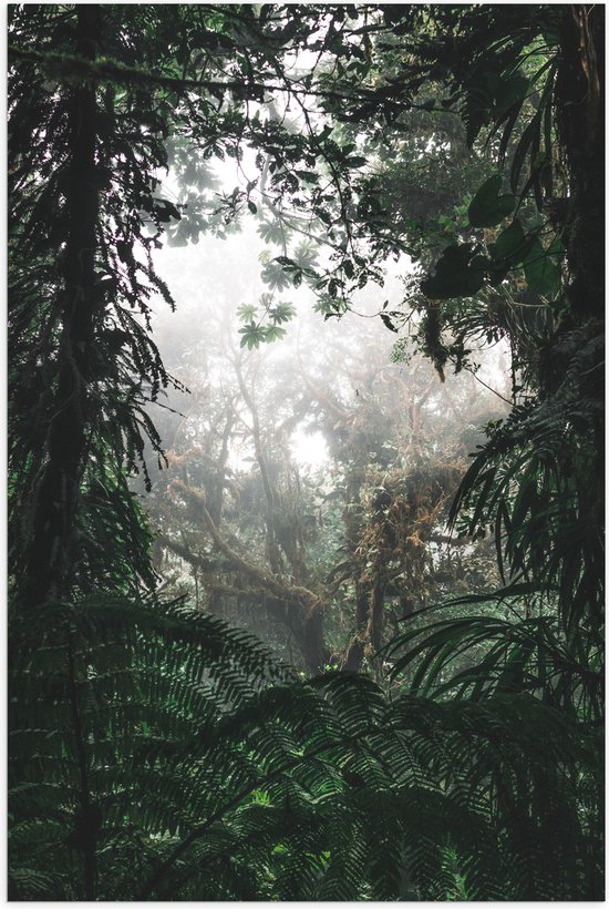 WallClassics - Poster Glanzend – Begroeiing in Regenwoud - 70x105 cm Foto op Posterpapier met Glanzende Afwerking