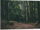 WallClassics - Dibond - Bruin Pad in Bos - 80x60 cm Foto op Aluminium (Wanddecoratie van metaal)