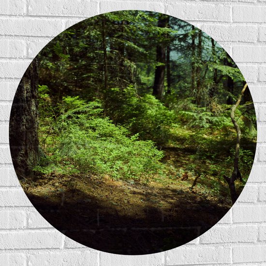 WallClassics - Muursticker Cercle - Ombre dans la Forêt - 90x90 cm Photo sur Muursticker