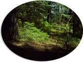 WallClassics - PVC Schuimplaat Ovaal - Schaduw in het Bos - 80x60 cm Foto op Ovaal  (Met Ophangsysteem)