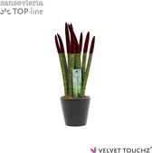Sansevieria 8,5cm Velvet Touchz® Bordeaux in Keramiek