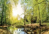 Fotobehang - Vlies Behang - Zonnig Bos met een Beekje - 312 x 219 cm