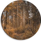 WallClassics - Dibond Muurcirkel - Bos in de Herfst - 50x50 cm Foto op Aluminium Muurcirkel (met ophangsysteem)