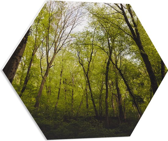 WallClassics - PVC Schuimplaat Hexagon  - Klimop op Bomen in het Bos - 60x52.2 cm Foto op Hexagon (Met Ophangsysteem)