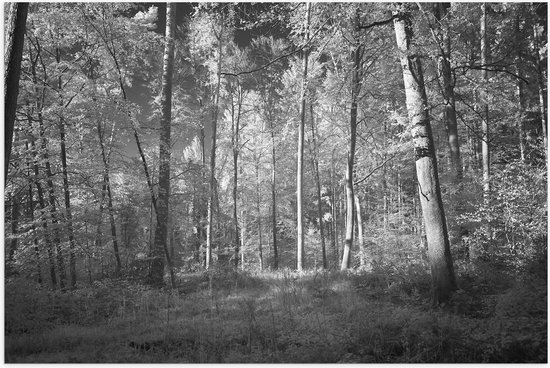 WallClassics - Poster Glossy – Forêt Zwart / Wit - 120x80 cm Photo sur Papier Poster avec Finition Brillante