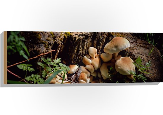 WallClassics - Hout - Bruine Paddenstoelen op een Boomstam - 90x30 cm - 12 mm dik - Foto op Hout (Met Ophangsysteem)