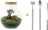 Terrarium - Teddy bonsai - ↑ 26,5 cm - Ecosysteem plant - Kamerplanten - DIY planten terrarium - Mini ecosysteem + Hark + Schep + Pincet