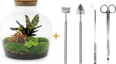 Terrarium - Fat Joe Red - ↑ 30 cm - Ecosysteem plant - Kamerplanten - DIY planten terrarium - Mini ecosysteem + Hark + Schep + Pincet + Schaar
