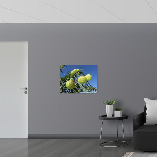 WallClassics - Dibond - Asclepias physocarpa Plant - 80x60 cm Foto op Aluminium (Wanddecoratie van metaal)