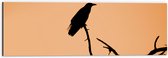 WallClassics - Dibond - Silhouette van een Raaf Vogel op Takken - 60x20 cm Foto op Aluminium (Wanddecoratie van metaal)